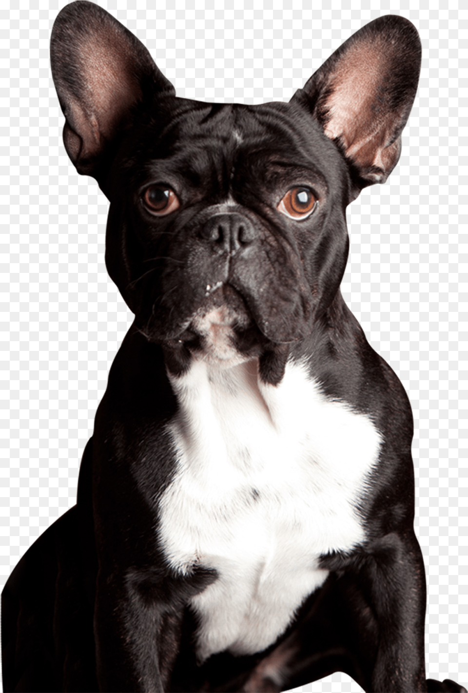 Clip Art Meet Our Powerpet Model French Bulldog, Animal, Canine, Dog, French Bulldog Free Png Download