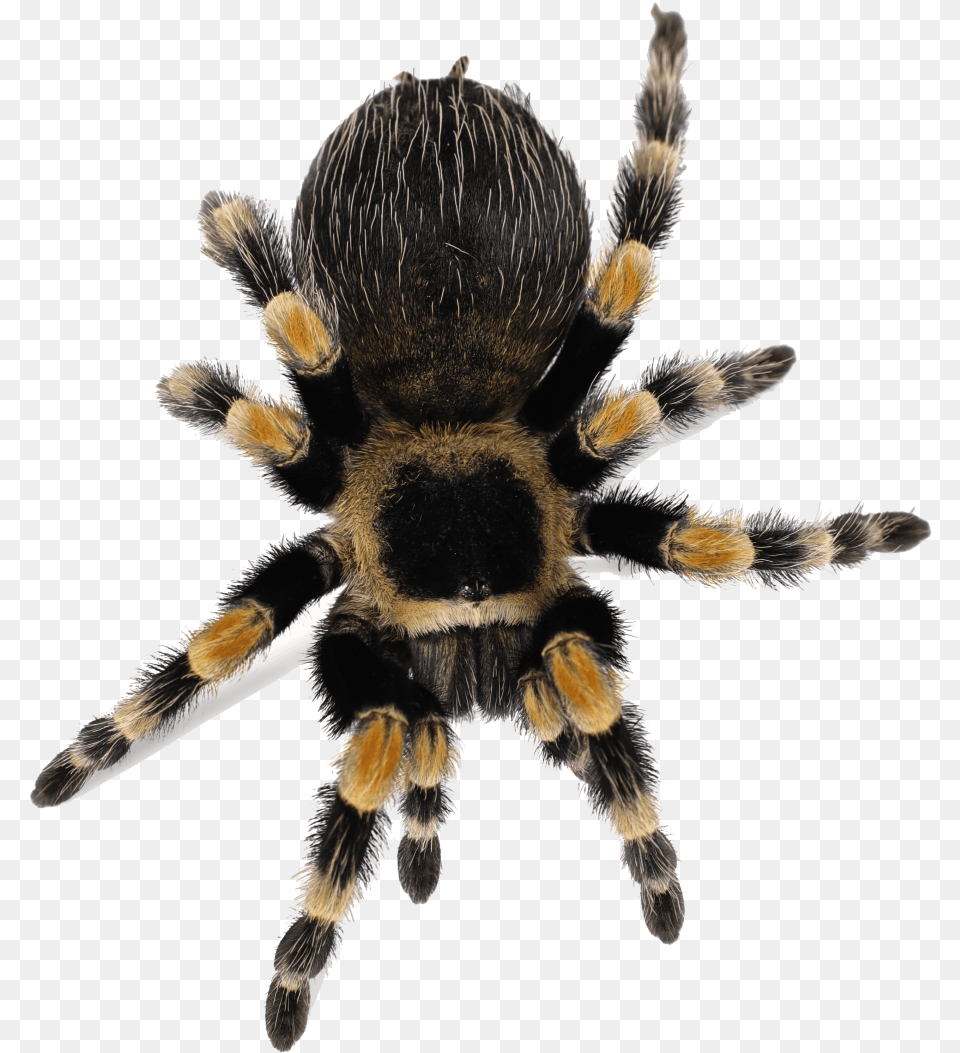 Clip Art Mexican Redknee Brachypelma Smithi Tarantula, Animal, Invertebrate, Spider, Insect Png