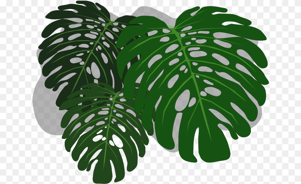 Clip Art Monstera Wallpaper Transparent Background Philodendron Leaves, Outdoors, Vegetation, Land, Leaf Free Png