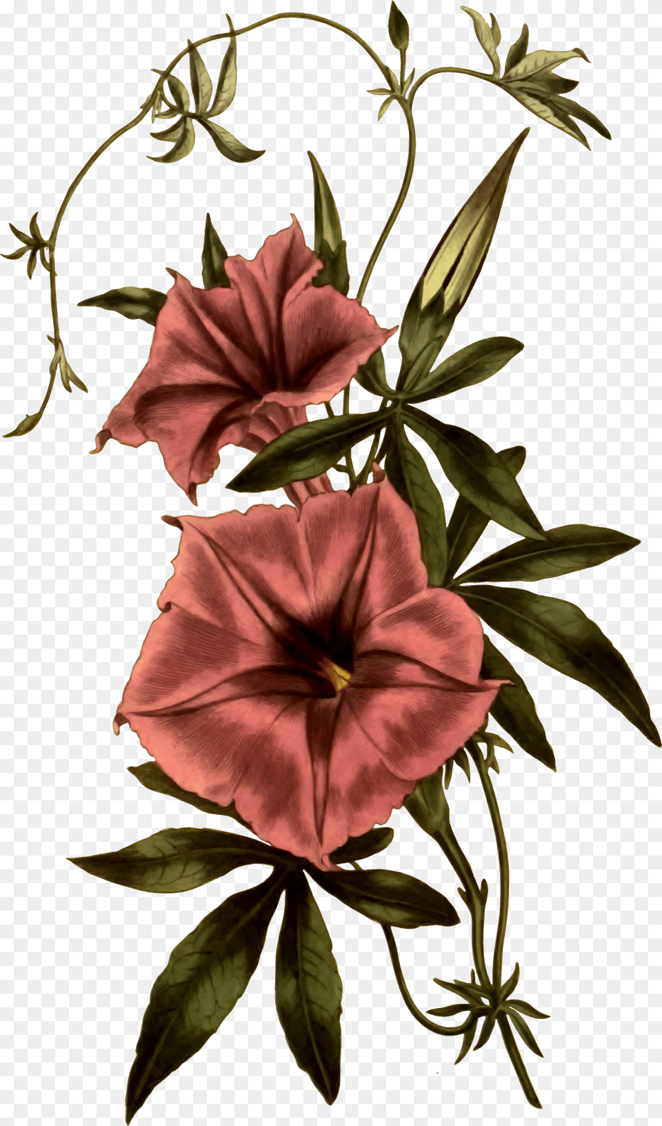 Clip Art Morning Glory Planta Morning Glory Flower Tattoo, Geranium, Plant, Petal, Acanthaceae Free Png Download