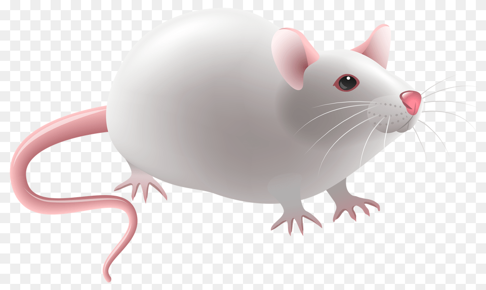Clip Art Mouse, Animal, Mammal, Rat, Rodent Free Png