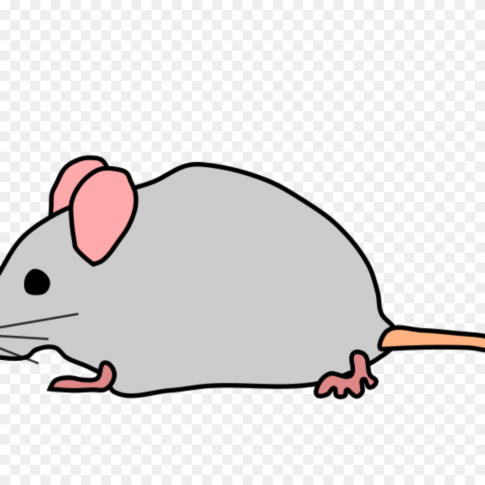Clip Art Mouse, Animal, Mammal, Rodent, Rat Png