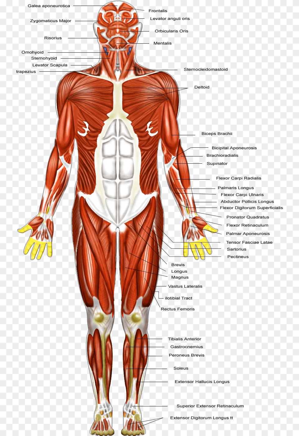Clip Art Muscular Diagram Muscular System Diagram Major Muscles, Body Part, Person, Torso, Adult Free Transparent Png