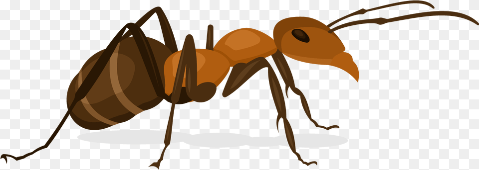 Clip Art Nut Weevil Ant, Animal, Insect, Invertebrate Free Transparent Png