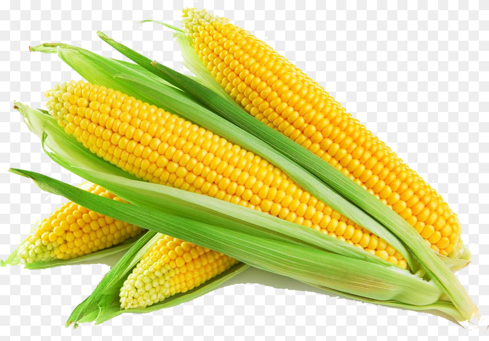 Clip Art O Blog Do Saber, Corn, Food, Grain, Plant Free Transparent Png