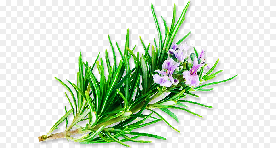 Clip Art Observat Rio C Smico Rosemary, Flower, Herbal, Herbs, Plant Free Transparent Png