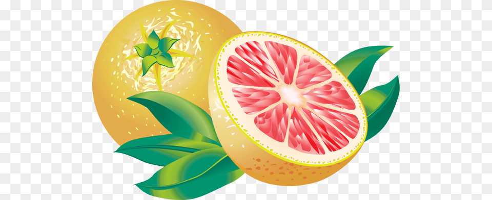 Clip Art Of A Grapefruit, Citrus Fruit, Food, Fruit, Plant Png Image