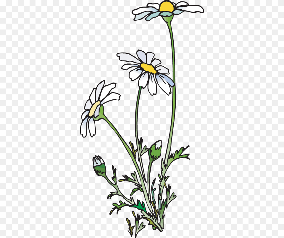 Clip Art Of A Group Of Daisies Daisies Clipart, Daisy, Flower, Plant, Person Free Png Download