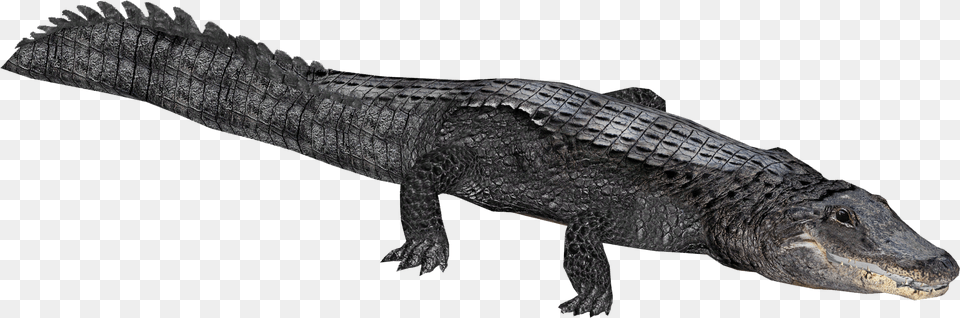 Clip Art Of Alligator Zoo Tycoon 2 Crocodile, Animal, Lizard, Reptile Free Transparent Png