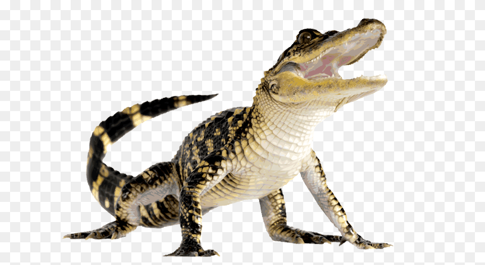 Clip Art Of An Alligator, Animal, Dinosaur, Reptile, Crocodile Free Transparent Png