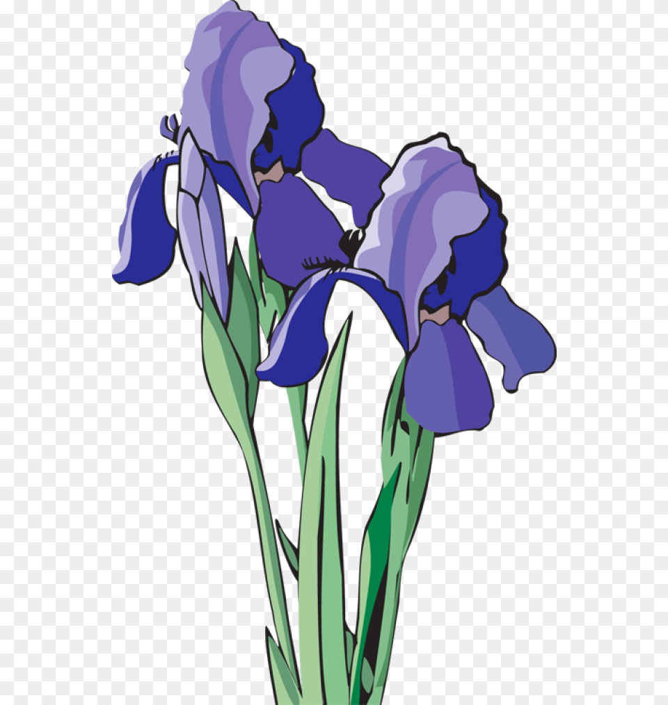 Clip Art Of Beautiful Flowers Iris Clip Art, Flower, Plant, Person, Face Free Transparent Png