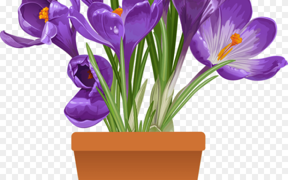 Clip Art Of Beautiful Plants For The Spring Garden Spring Flower Pot, Plant, Potted Plant, Crocus, Flower Arrangement Png Image