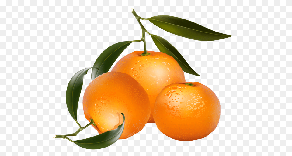 Clip Art Of Citrus Fruit Oranges Jean Savoy Fruit, Citrus Fruit, Food, Orange, Plant Free Transparent Png