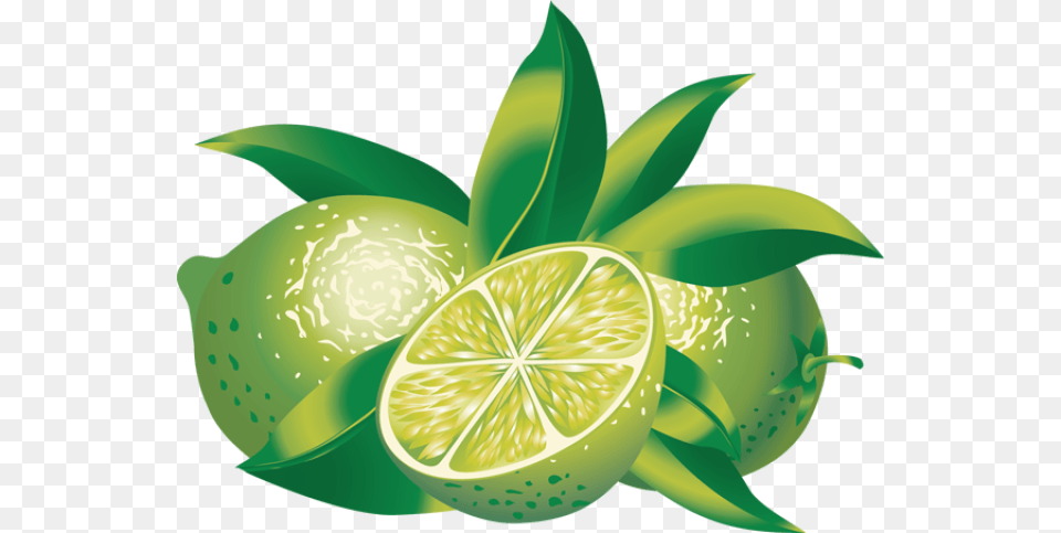 Clip Art Of Citrus Limes Clipart, Citrus Fruit, Food, Fruit, Green Free Png Download