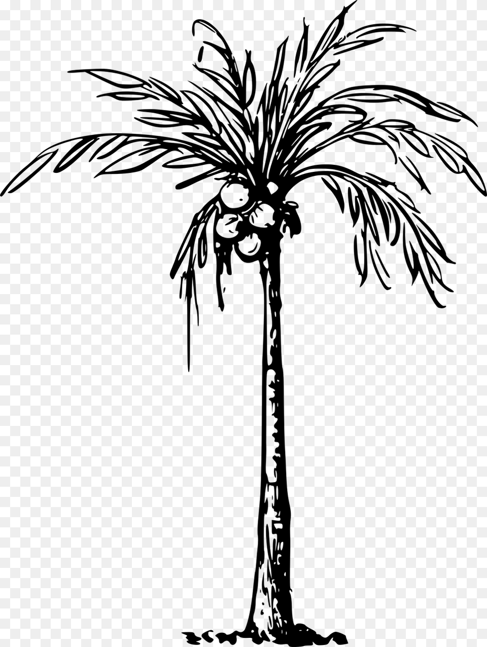 Clip Art Of Coconut Tree, Gray Free Png