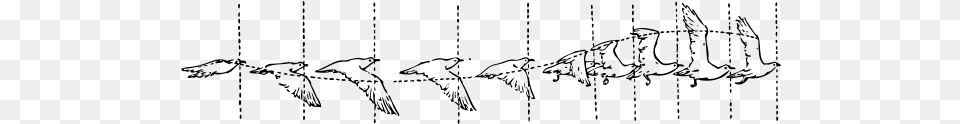 Clip Art Of Diagram Of A Bird In Flight Flying Bird Animation Cycle, Gray Png