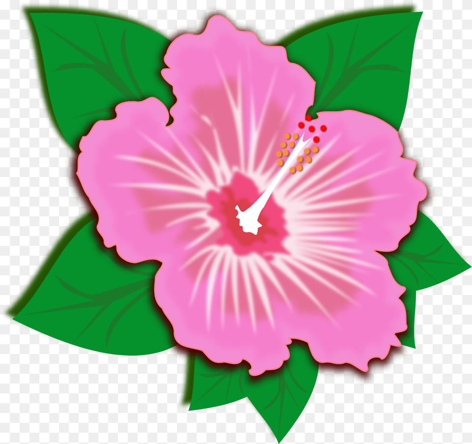 Clip Art Of Pink Spring Flower Pink Spring Flower Clipart, Hibiscus, Plant, Anther Free Transparent Png