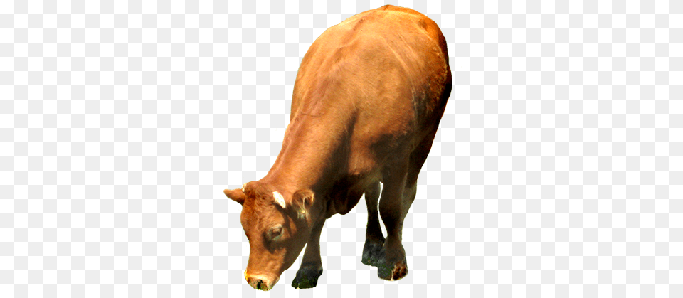 Clip Art Of Red Cow Cow Eating Grass, Animal, Bull, Mammal, Cattle Free Transparent Png
