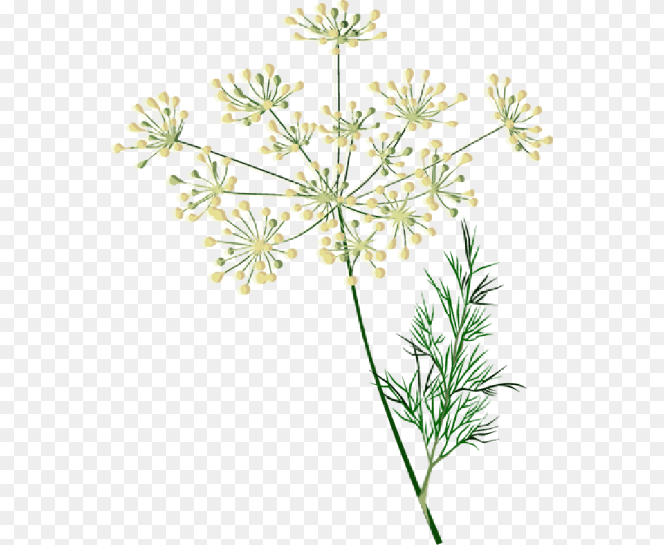 Clip Art Of Spices And Herbs Dill Herb Line Art, Plant, Herbal, Flower, Graphics Png Image
