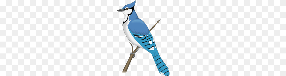 Clip Art Of The Blue Jay, Animal, Bird, Blue Jay, Bluebird Free Transparent Png