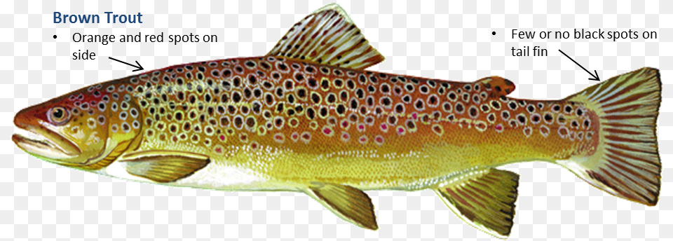 Clip Art Oklahoma Department Of Wildlife Rainbow Trout Brown Trout, Animal, Fish, Sea Life, Cod Free Transparent Png