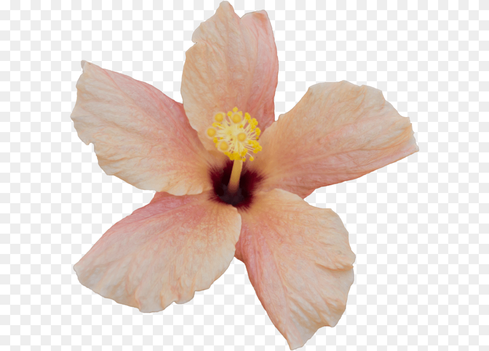Clip Art Orange Hibiscus Flower Free To Use Flower, Plant, Rose, Petal Png