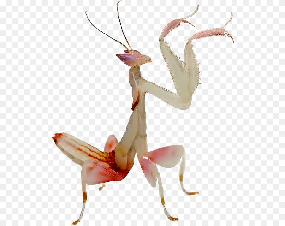 Clip Art Orchid Love Animal Adult Kung Fu Mantis, Insect, Invertebrate Png Image
