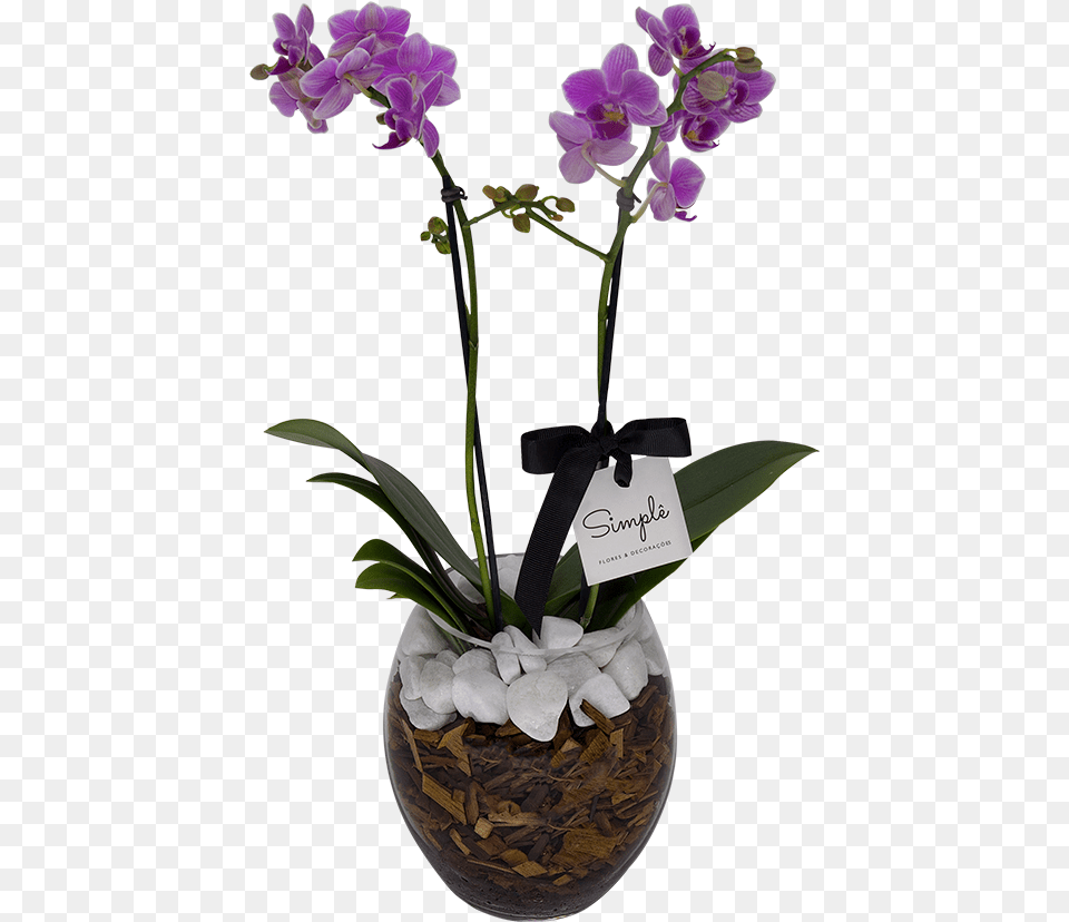 Clip Art Orquidea Do Mato Cooktown Orchid, Flower, Flower Arrangement, Plant, Ikebana Free Transparent Png