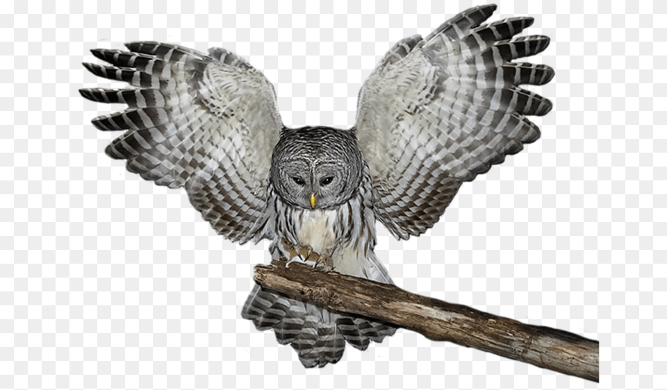 Clip Art Owl Backgrounds Great Grey Owl, Animal, Bird Free Png Download
