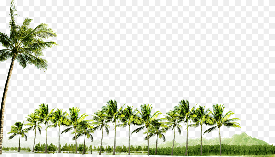 Clip Art Palm Tree Grove, Summer, Tropical, Vegetation, Plant Free Png