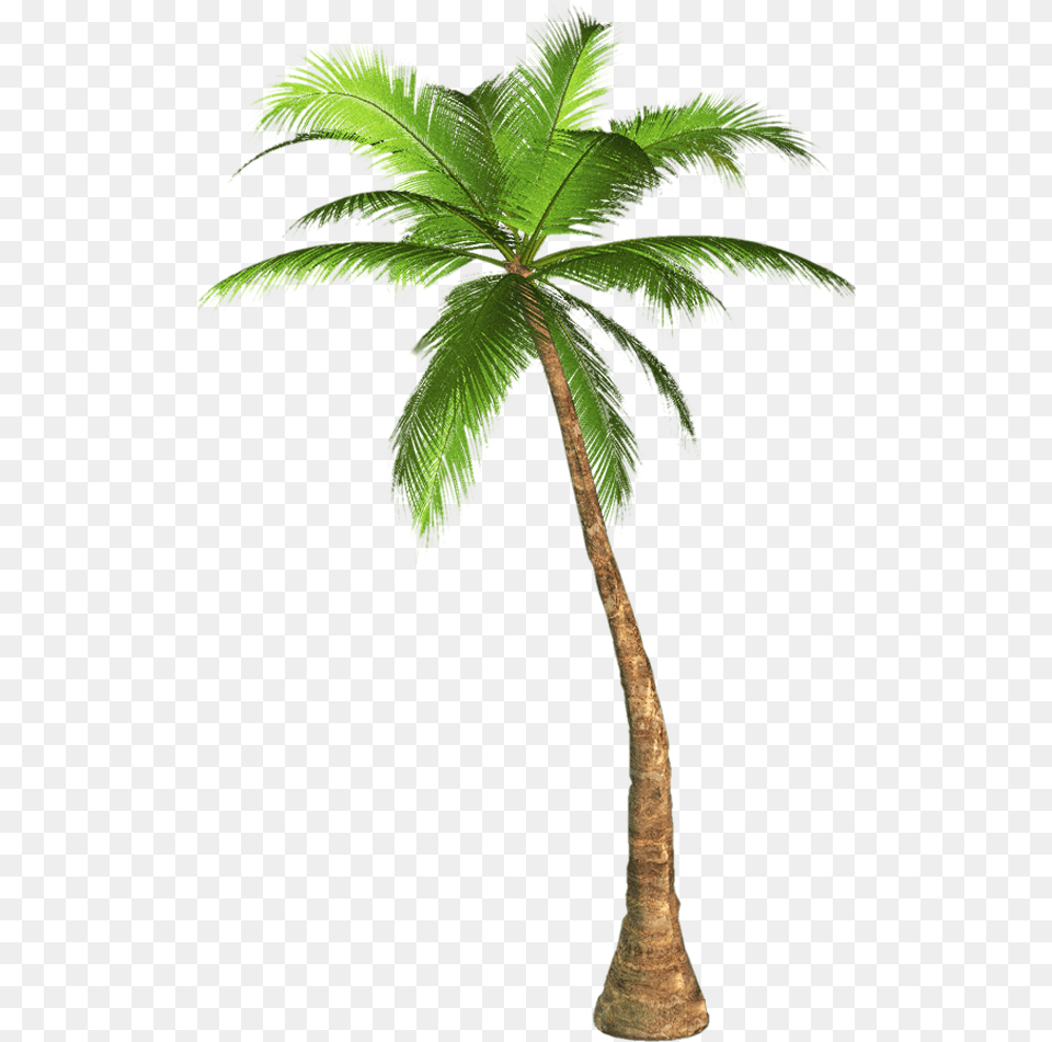 Clip Art Palm Tree Images Palm Tree Background, Leaf, Palm Tree, Plant Png