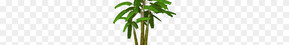 Clip Art Palmetto Tree Clip Art, Palm Tree, Plant, Leaf, Vegetation Png