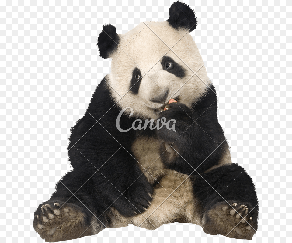 Clip Art Panda Bear Image Panda Bear Sitting, Animal, Giant Panda, Mammal, Wildlife Free Png
