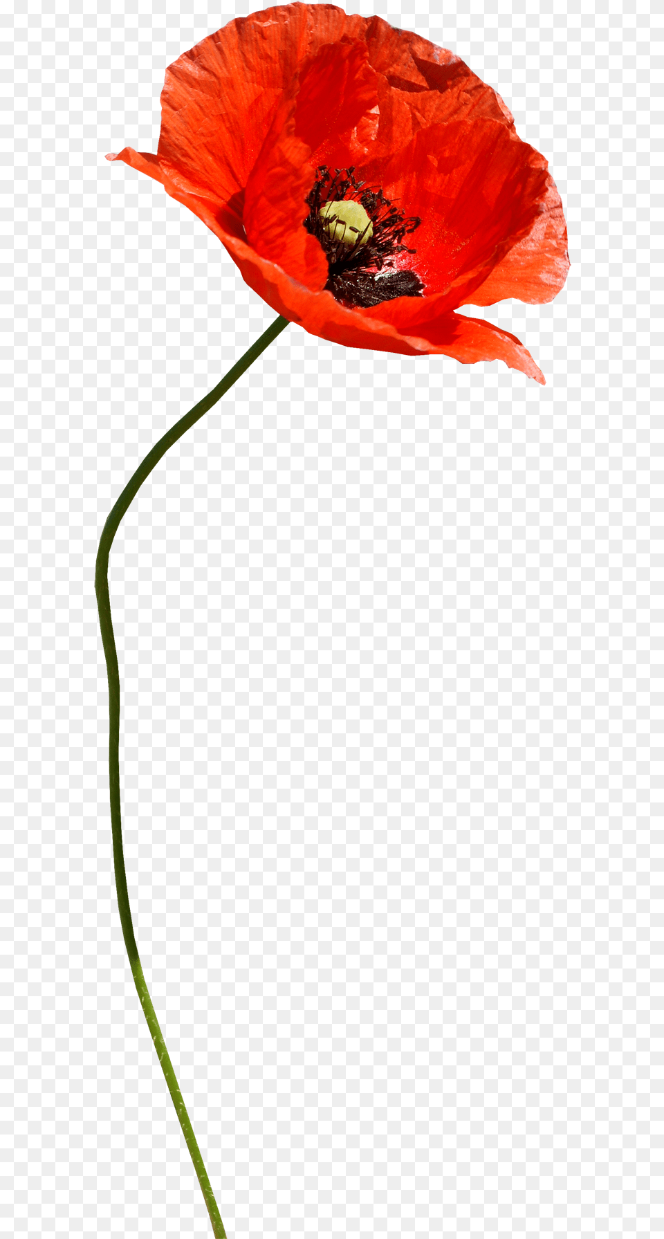 Clip Art Paper Poppies Poppy Flower Transparent, Plant Free Png