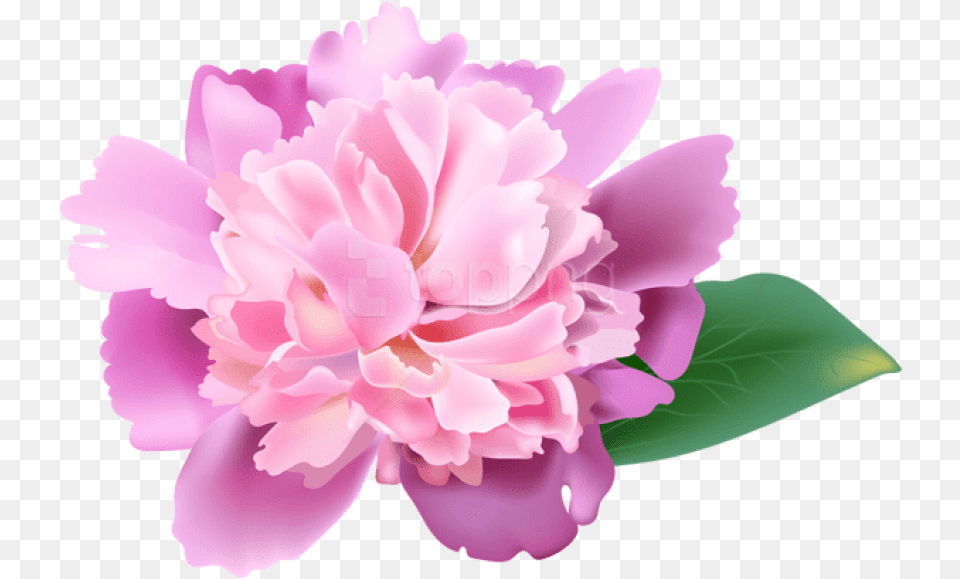 Clip Art Peony Flower Peonies Clip Art, Carnation, Plant, Rose Free Transparent Png