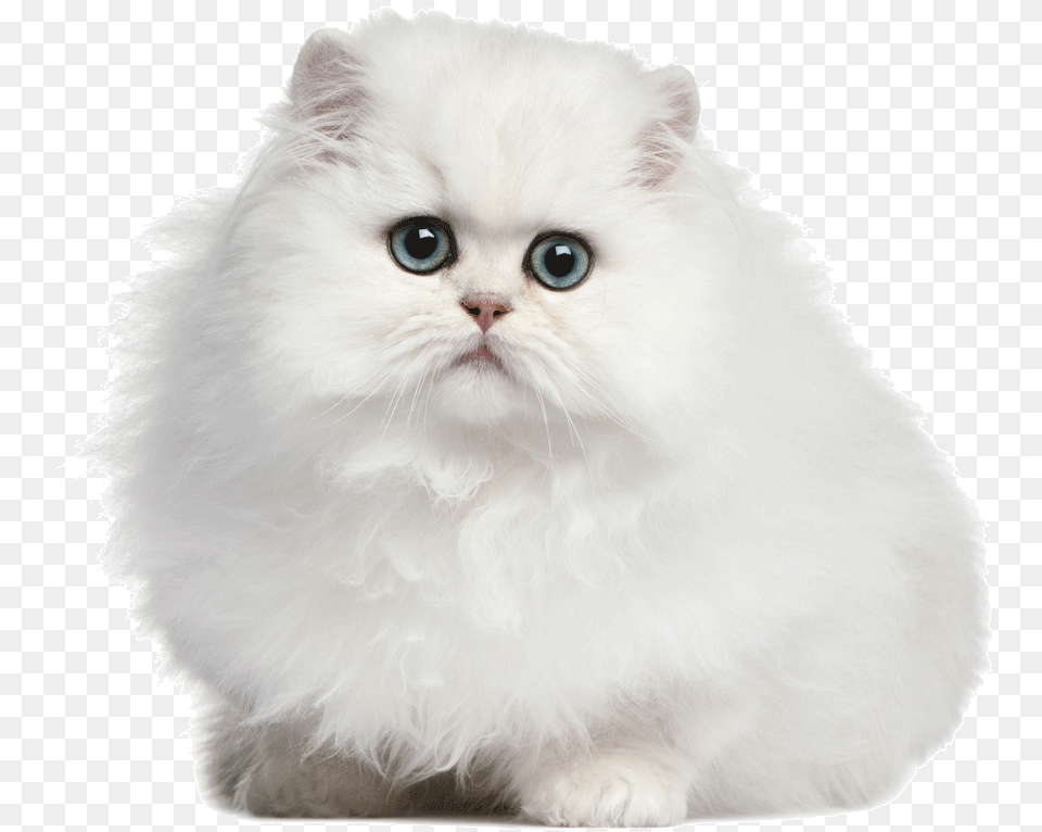 Clip Art Persian White Cat, Angora, Animal, Mammal, Pet Free Png Download