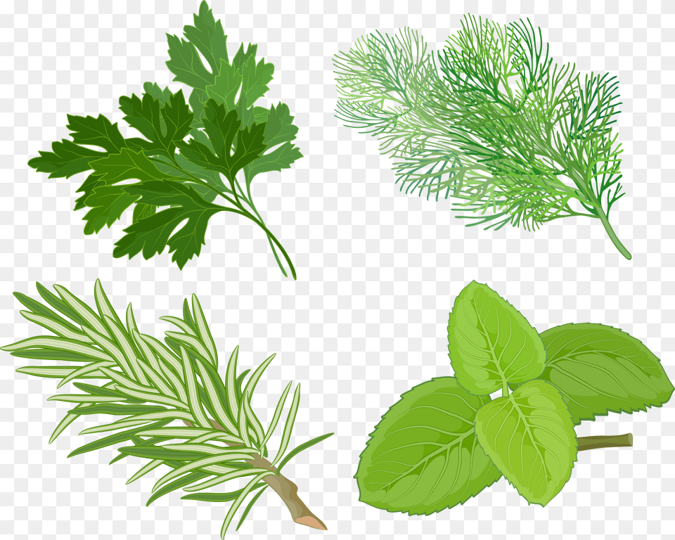 Clip Art Pics Of Herbs Plants Herb Clipart, Leaf, Plant, Green, Moss Png Image