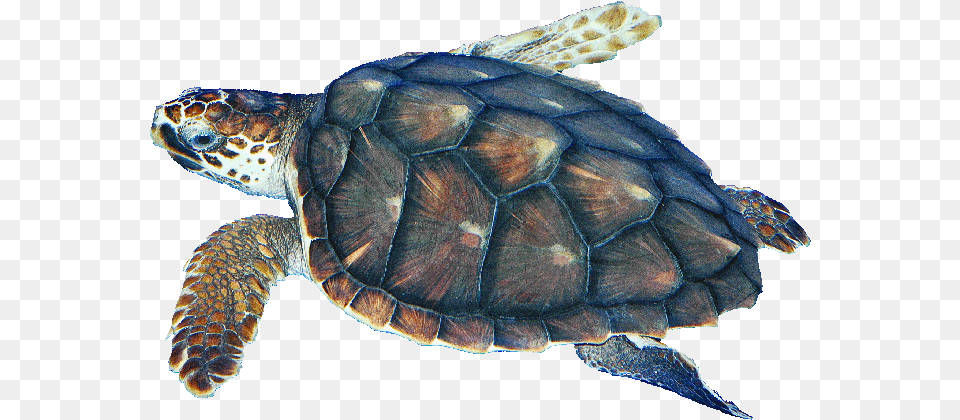 Clip Art Pics Of Turtles, Animal, Reptile, Sea Life, Sea Turtle Free Png