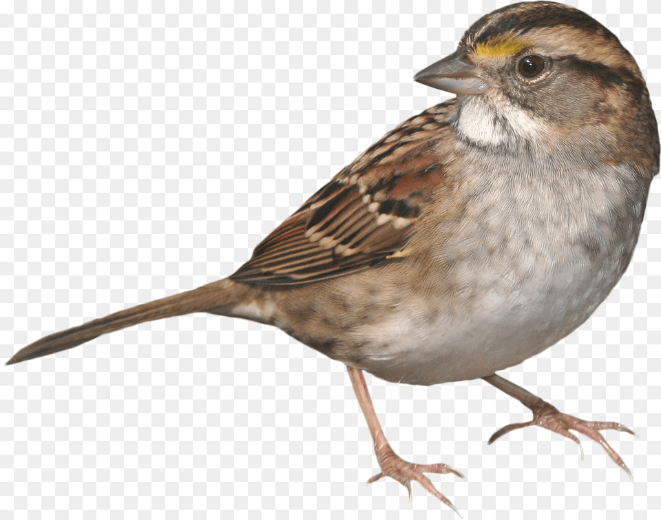 Clip Art Picture Of Sparrow Bird Sparrow, Animal, Anthus, Finch Free Png Download