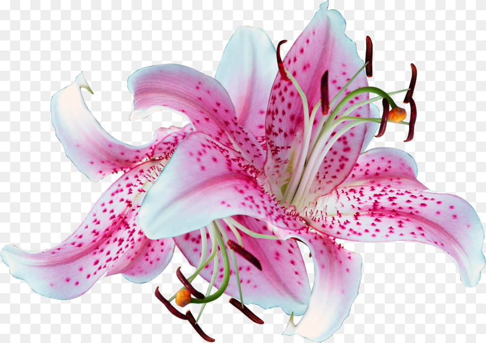Clip Art Pictures Of Stargazer Lilies Background Lilies, Flower, Plant, Anther, Lily Png