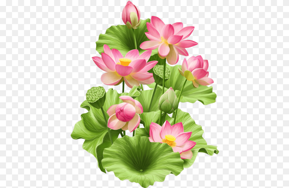 Clip Art Pin By On Hoa Sen P Psd, Flower, Plant, Flower Arrangement, Petal Free Png