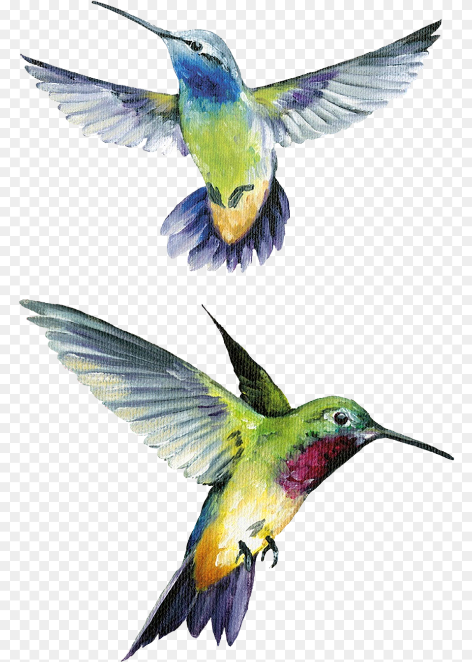 Clip Art Pin By Stephen Glass Painting, Animal, Bird, Hummingbird, Flying Png