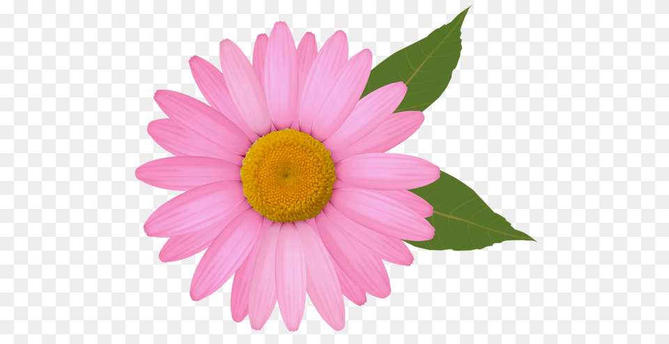 Clip Art Pink Daisy Clip, Flower, Petal, Plant Png
