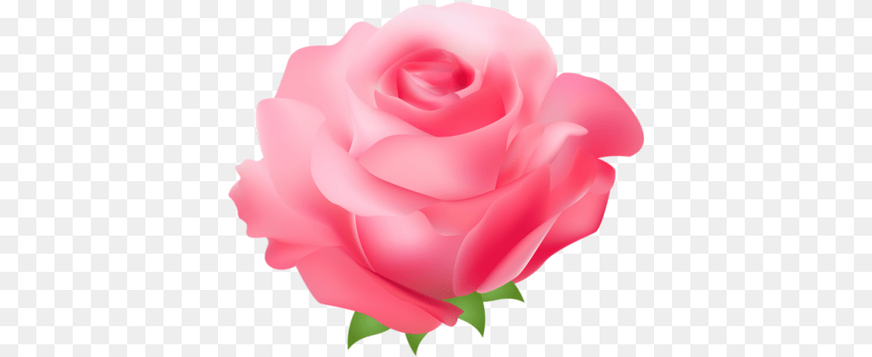 Clip Art Pink Floral Pink Rose Art, Flower, Petal, Plant Free Png