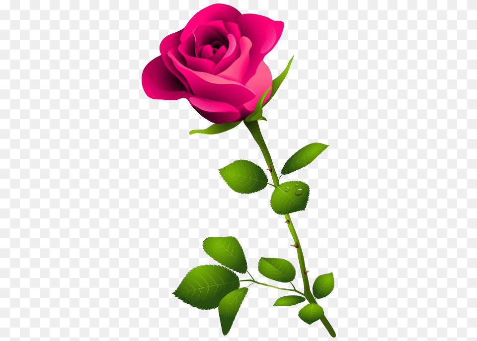 Clip Art Pink Rose Pink Rose With Floral Pink, Flower, Plant Png Image