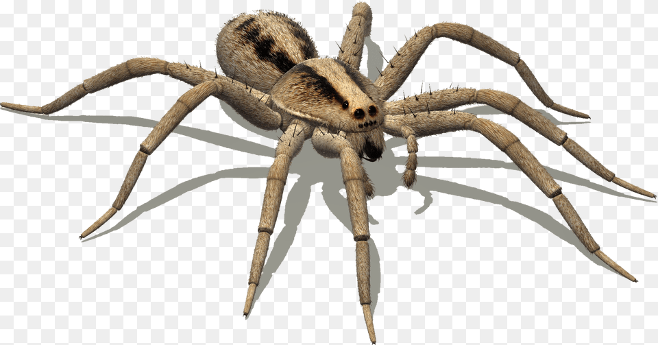 Clip Art Pisaurina Mira Hissing Spider, Animal, Invertebrate Png