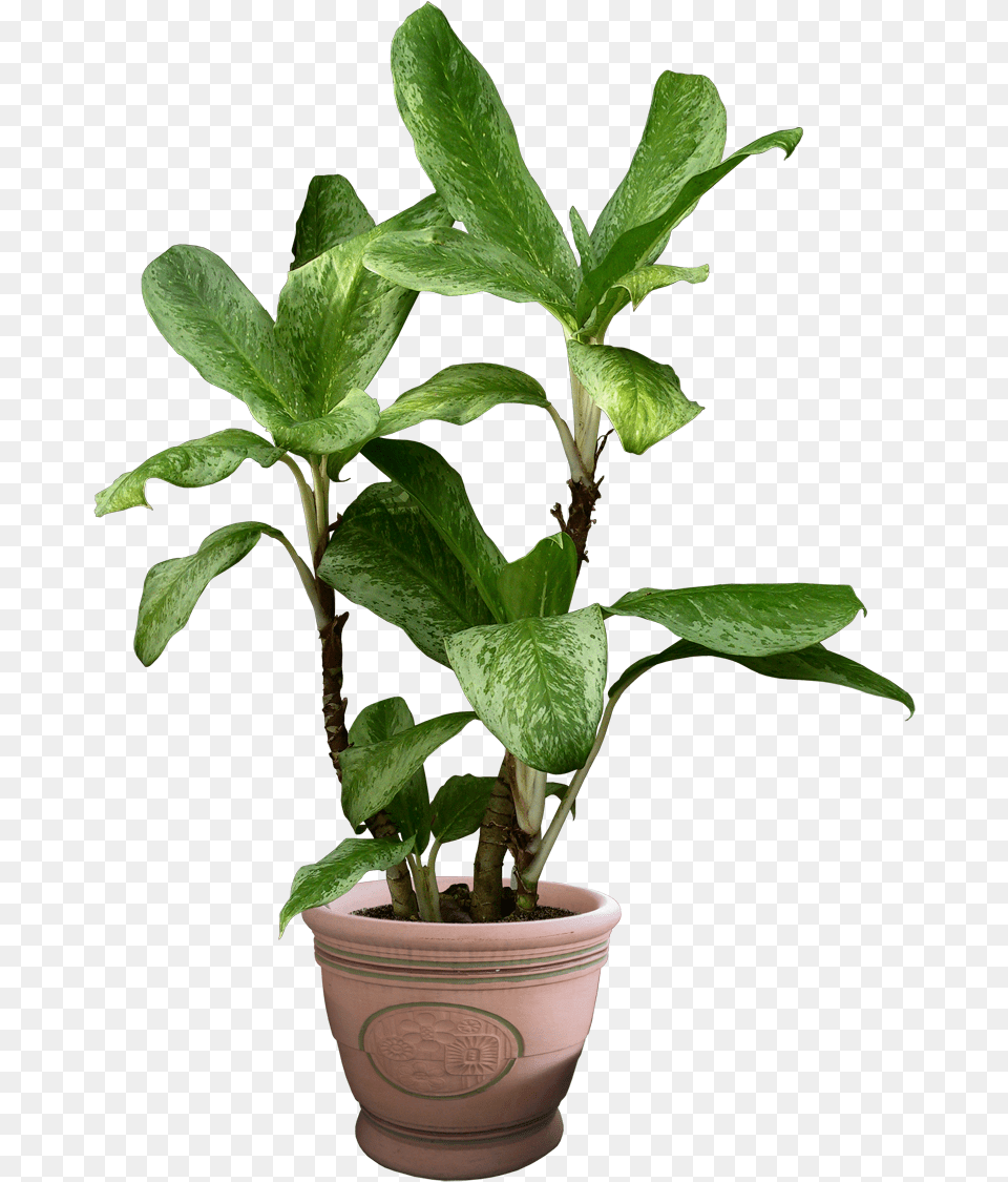 Clip Art Plant Transparent Plant Cut Out, Leaf, Potted Plant, Flower, Tree Free Png Download