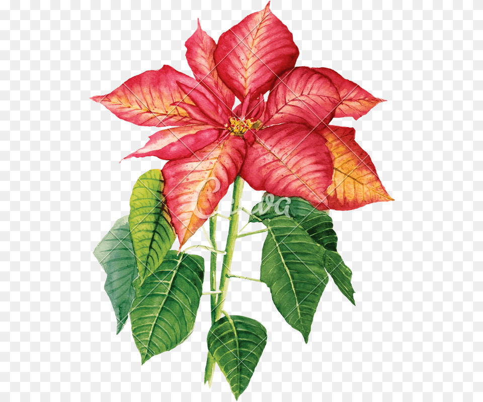 Clip Art Poinsettia Watercolor Watercolor Painting, Flower, Leaf, Plant, Petal Free Transparent Png