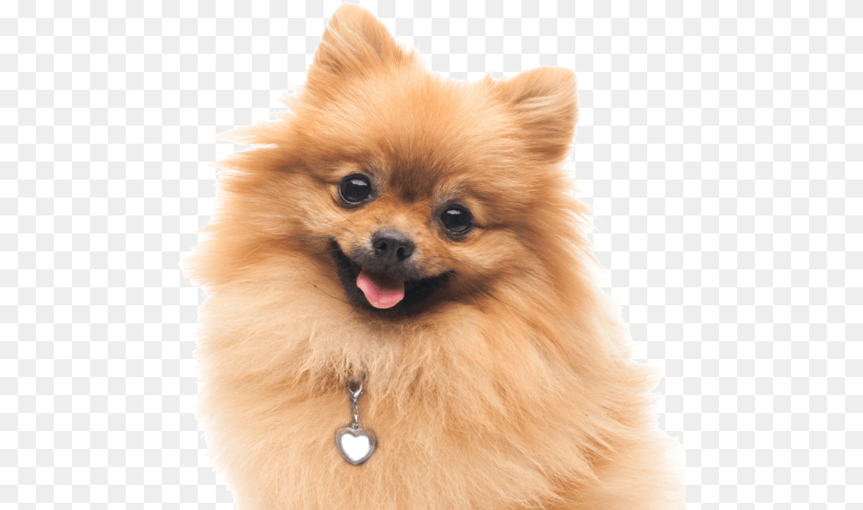 Clip Art Pomeranian Dogs Search, Animal, Canine, Dog, Mammal Png