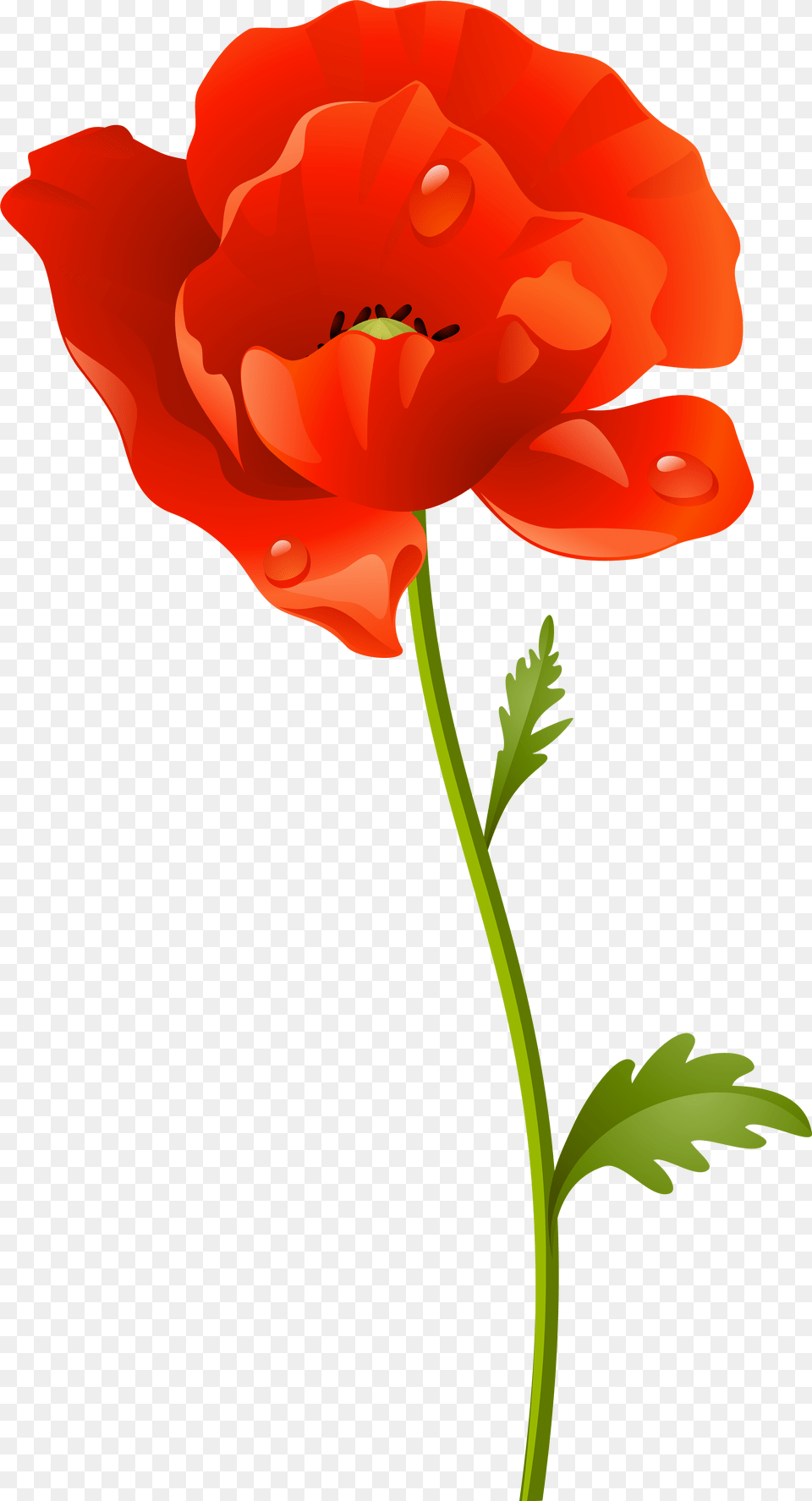 Clip Art Poppy Flowers Clipart Poppy Flower, Plant, Geranium Free Transparent Png